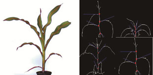 Scanalyzer 3D可見光成像分析玉米植株骨架及葉傾角