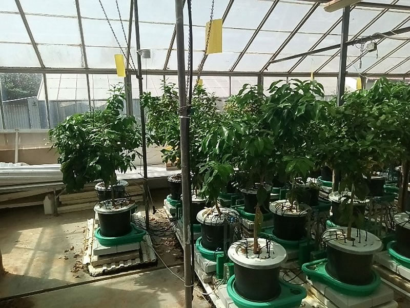 Plant-DiTech公司與希伯來大學(xué)羅伯特·史密斯農(nóng)業(yè)食品和環(huán)境學(xué)院溫室合作研究項(xiàng)目.jpg